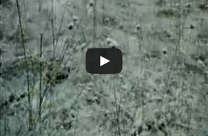films_vignette